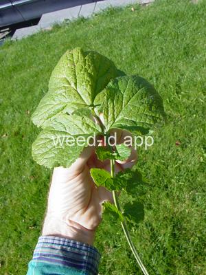 geum, large-leaf