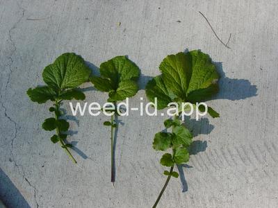 geum, large-leaf