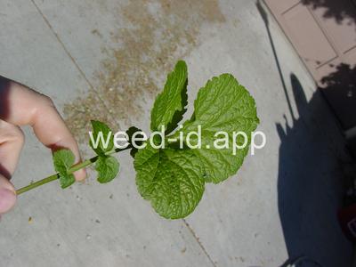geum, large-leaf