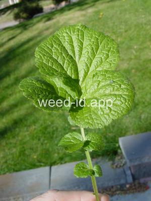 geum, large-leaf