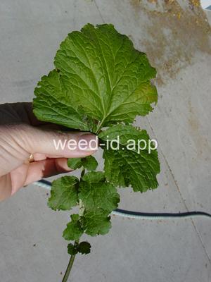 geum, large-leaf