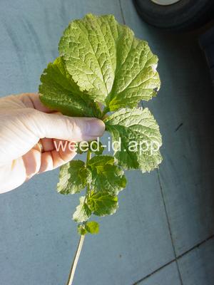 geum, large-leaf