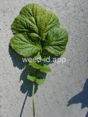 geum, large-leaf