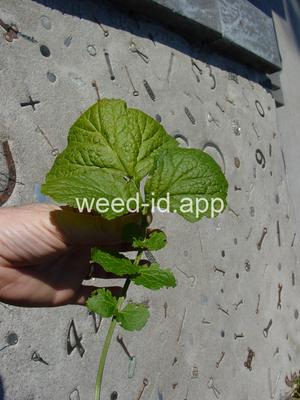 geum, large-leaf