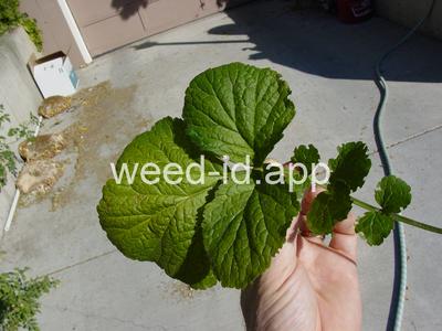 geum, large-leaf