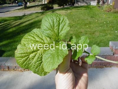 geum, large-leaf
