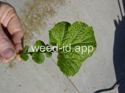 geum, large-leaf