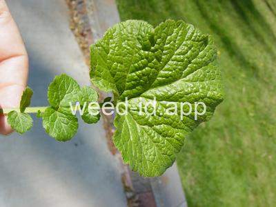 geum, large-leaf
