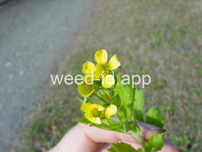 geum, large-leaf