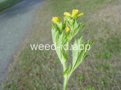 geum, large-leaf
