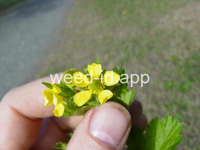 geum, large-leaf