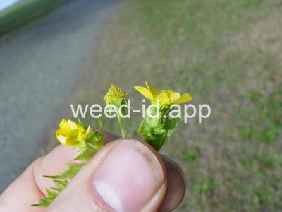 geum, large-leaf