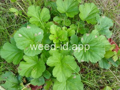 geum, large-leaf