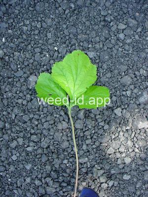 geum, large-leaf