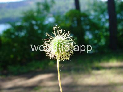 geum, large-leaf