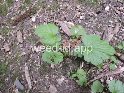 geum, large-leaf