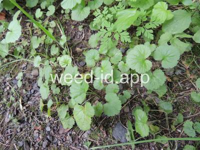 geum, large-leaf