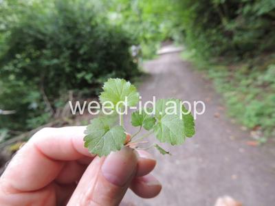 geum, large-leaf