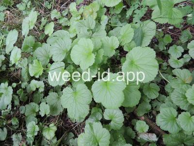 geum, large-leaf