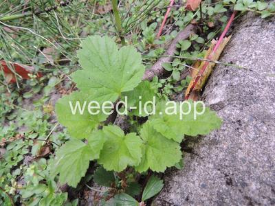 geum, large-leaf