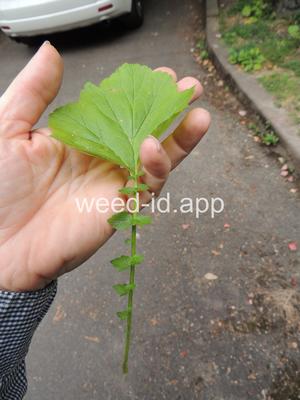 geum, large-leaf