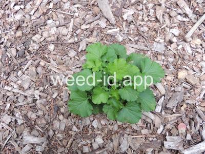 geum, large-leaf