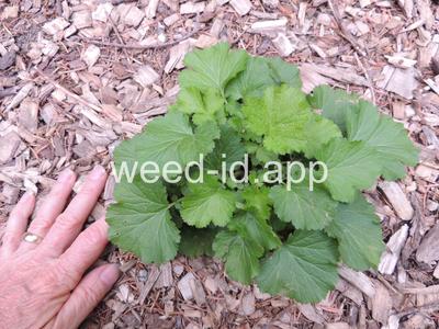geum, large-leaf