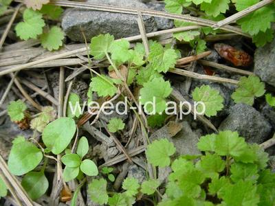 geum, large-leaf