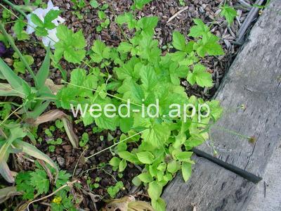 Geum urbanum