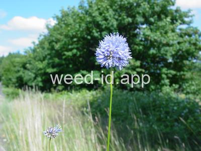 gily-flower, bluehead