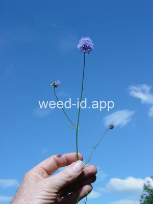 gily-flower, bluehead