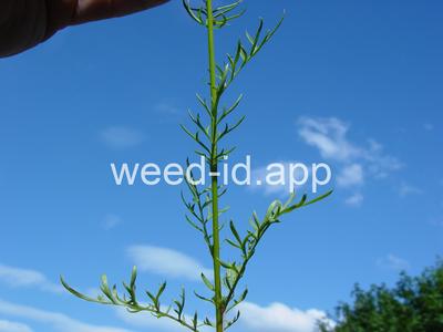 gily-flower, bluehead