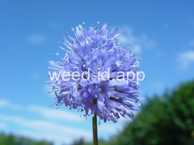 gily-flower, bluehead