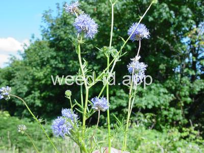 gily-flower, bluehead