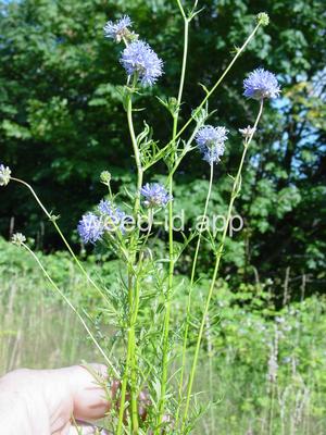 gily-flower, bluehead