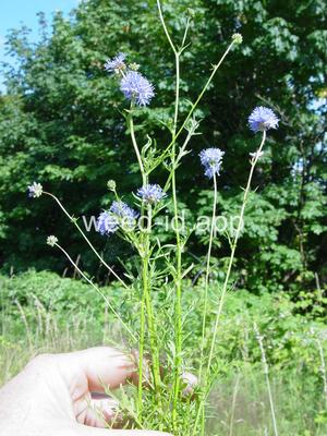 gily-flower, bluehead