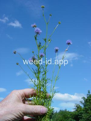 gily-flower, bluehead