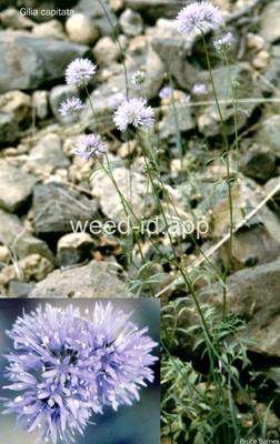 gily-flower, bluehead