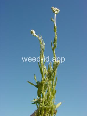 Gnaphalium chilense