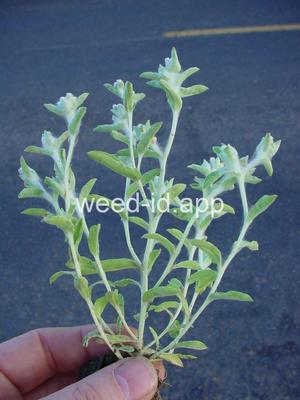 cudweed, lowland