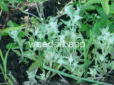 cudweed, lowland