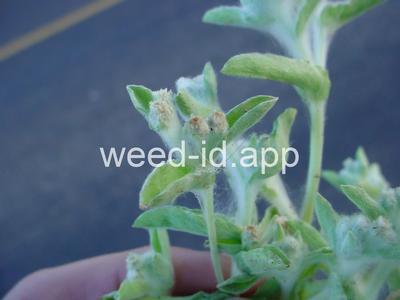 cudweed, lowland