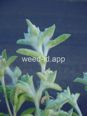 cudweed, lowland
