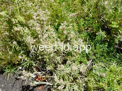 cudweed, low