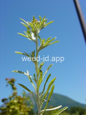 cudweed, low