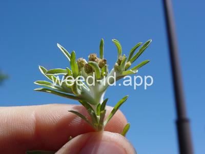 cudweed, low