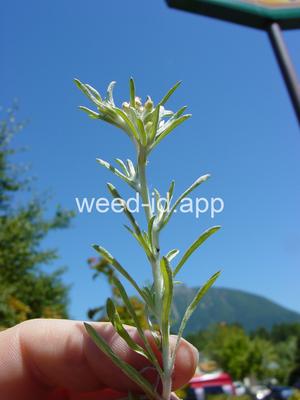 cudweed, low