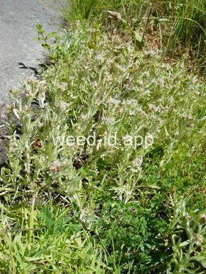 cudweed, low