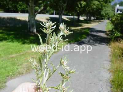cudweed, low