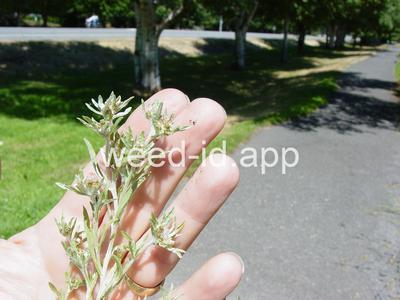 cudweed, low